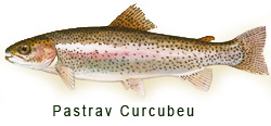 Pastrav Curcubeu