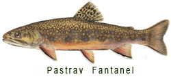 Pastrav Fantanel