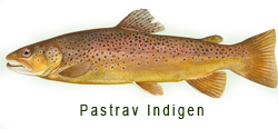 Pastrav Indigen