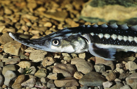 Acipenser Stellatus Pallas pastruga