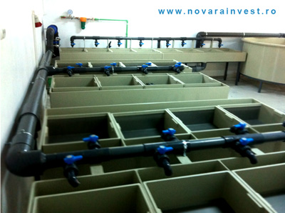 Incubarea icrelor cu ajutorul unui incubator de icre