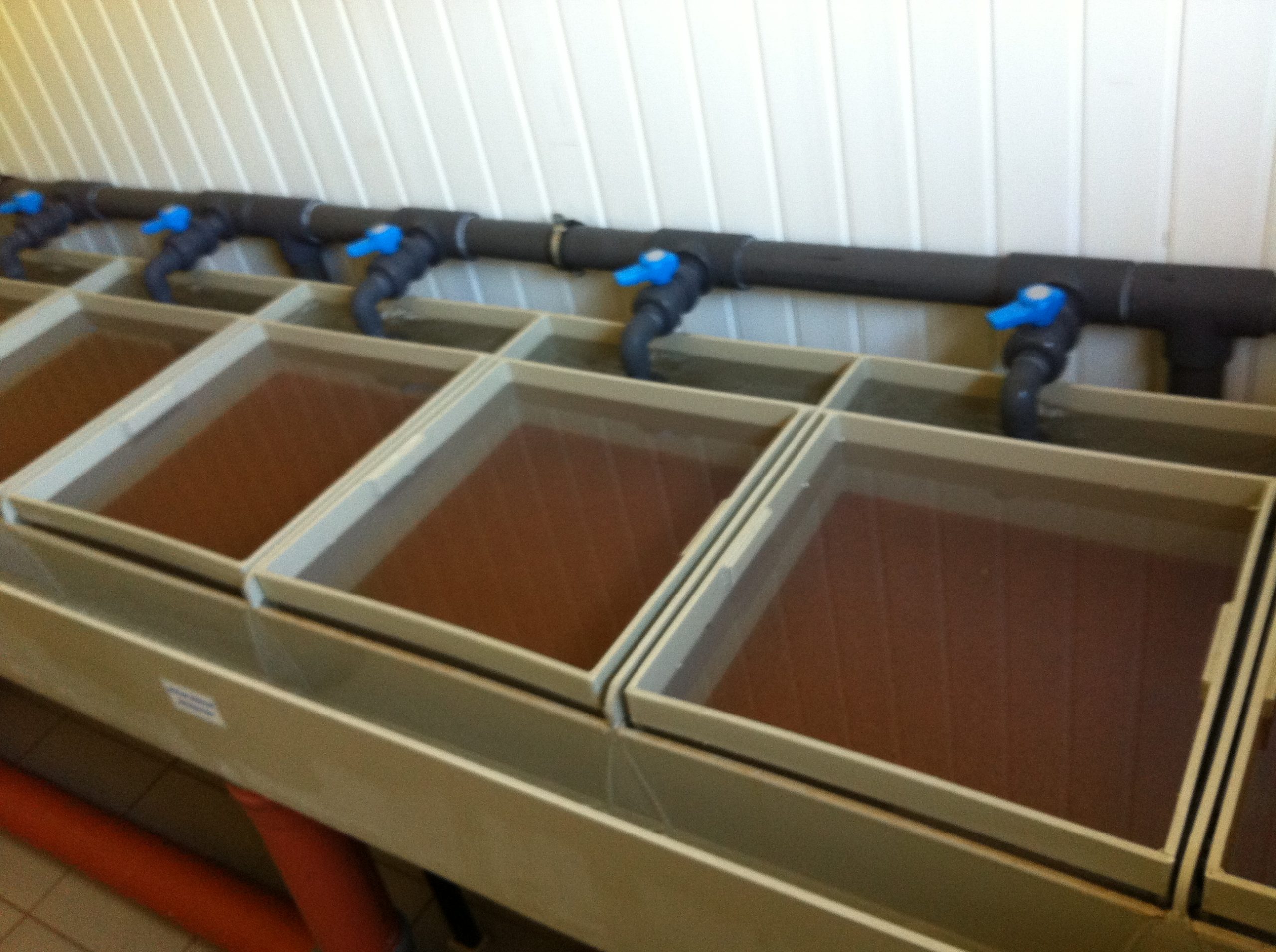 Pentru incubatie de pastrav