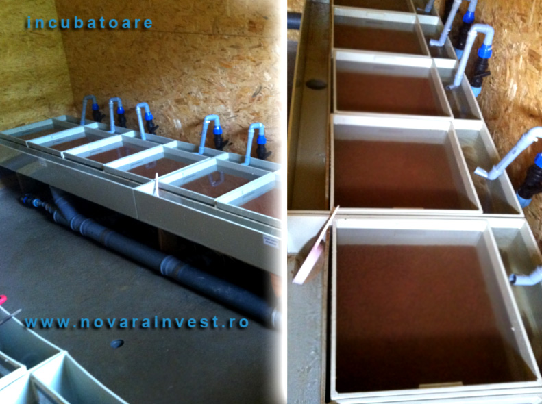 Incubator icre pastrav